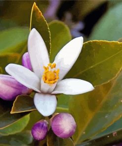 White Lemon Blossoms paint by number