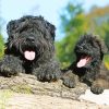 Black Bouvier Des Flandres paint by number