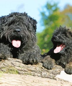 Black Bouvier Des Flandres paint by number