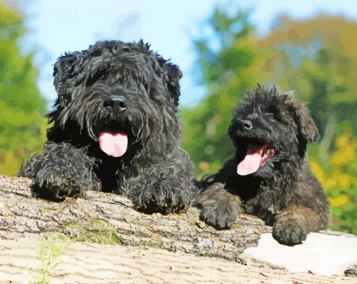 Black Bouvier Des Flandres paint by number