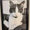Painting By Numbers Custom Pets