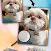 Painting By Numbers Custom Pets main